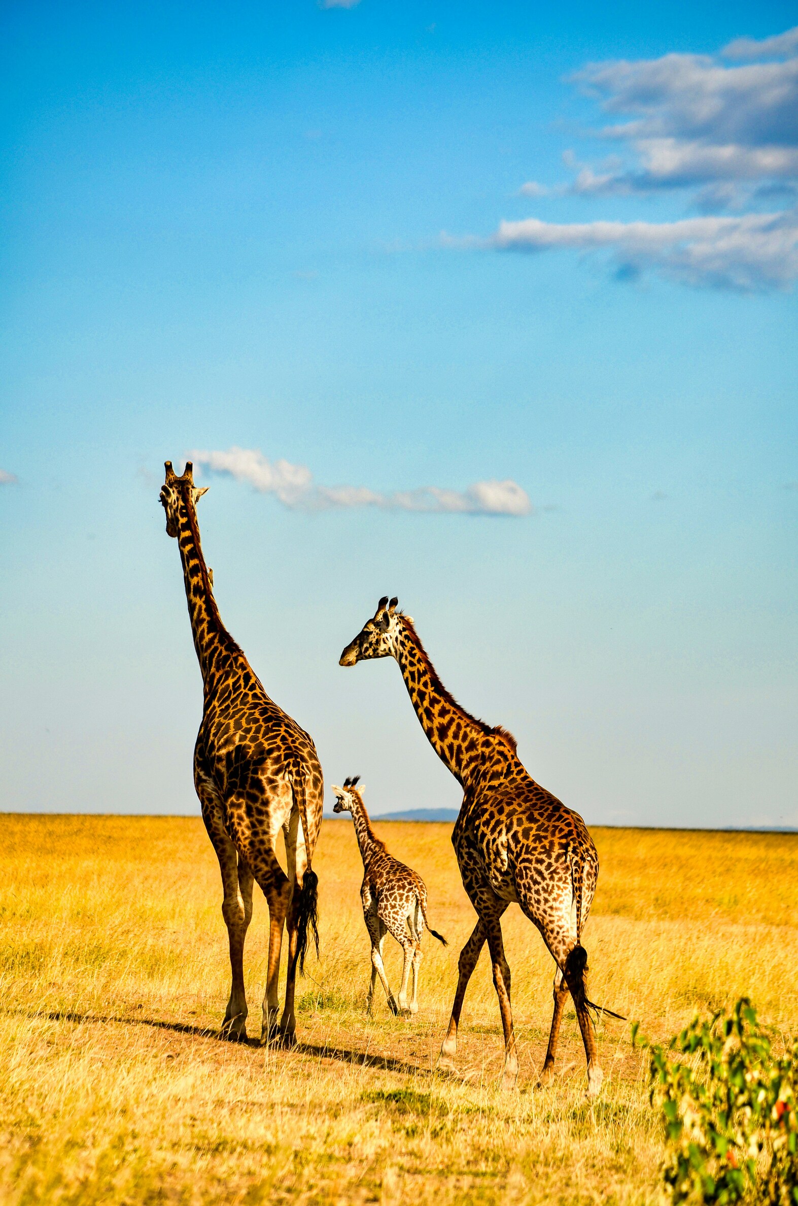 Lake Nakuru National Park - Day Trip