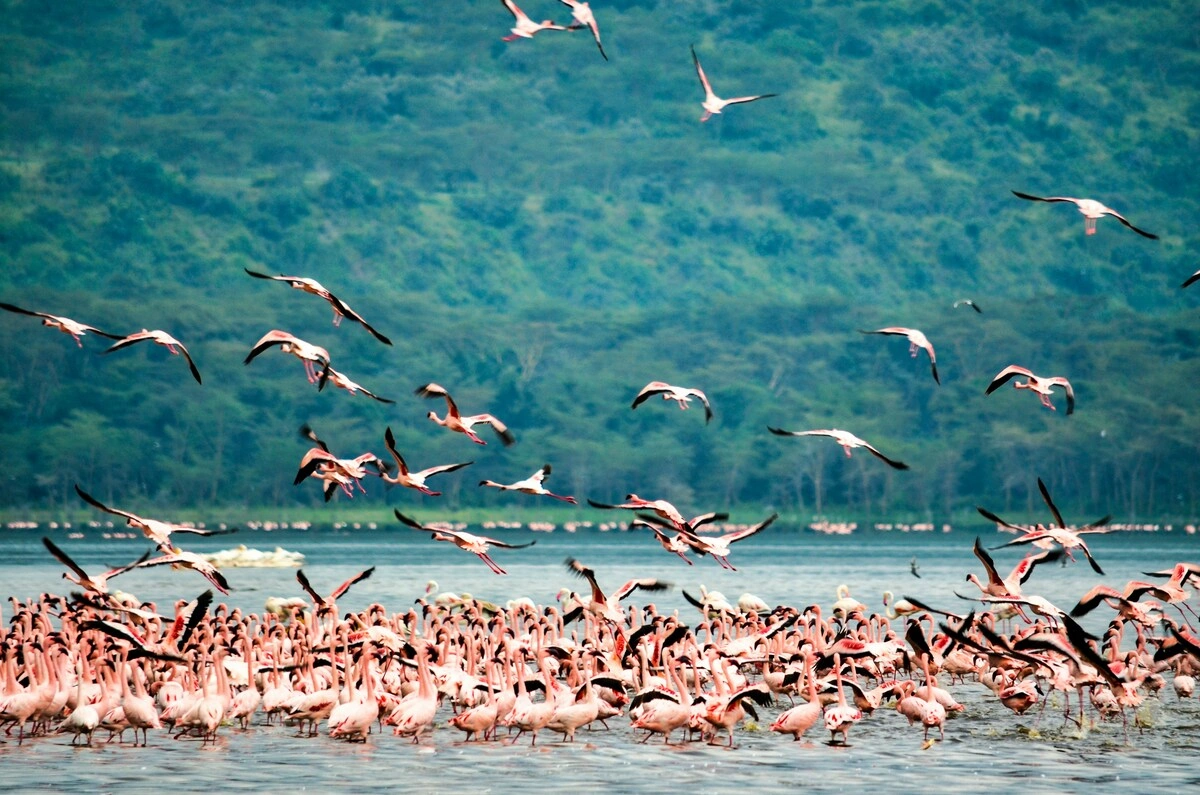 Lake Nakuru National Park - Day Trip - Photo 4