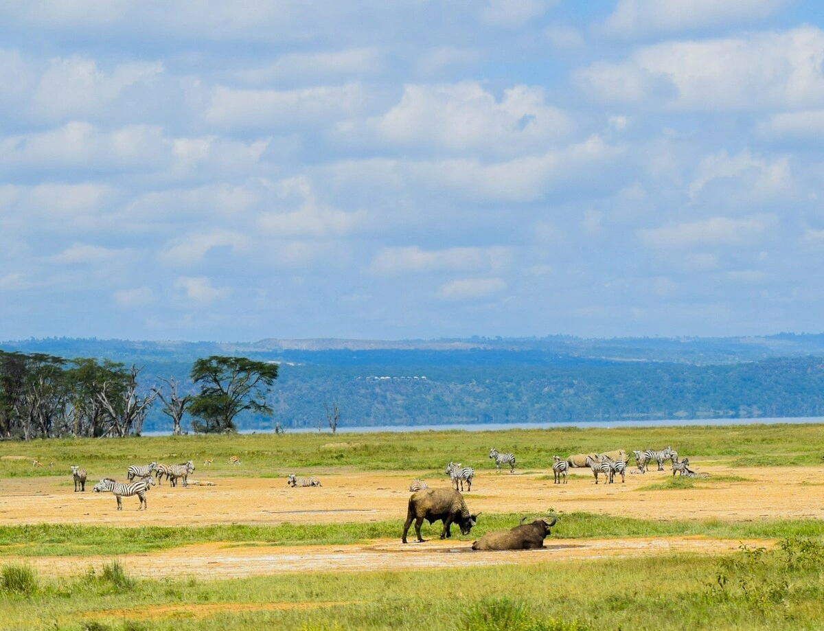 Lake Nakuru National Park - Day Trip - Photo 6