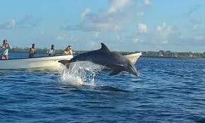Wasini Dolphin Tour - Photo 4