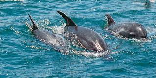 Wasini Dolphin Tour - Photo 5