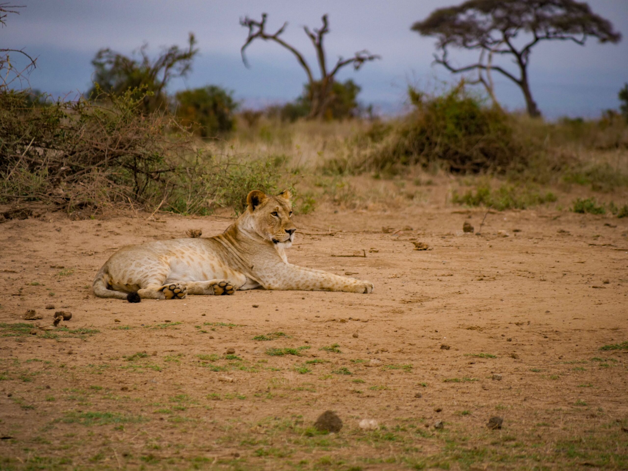 11 Days Kenya Safari & Beach Escape: Tsavo, Taita Hills, and Diani