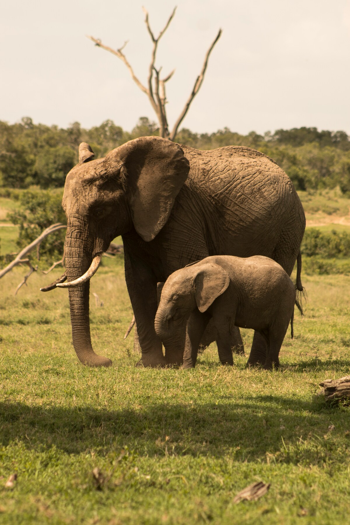 16 Days in Kenya: Safari, Wilderness, and Coastal Escape