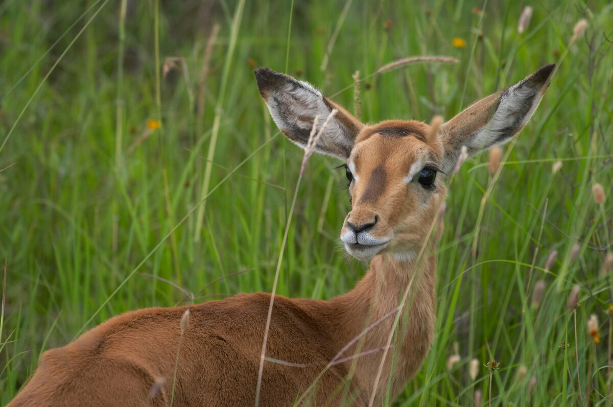 Nairobi National Park & Giraffe Centre