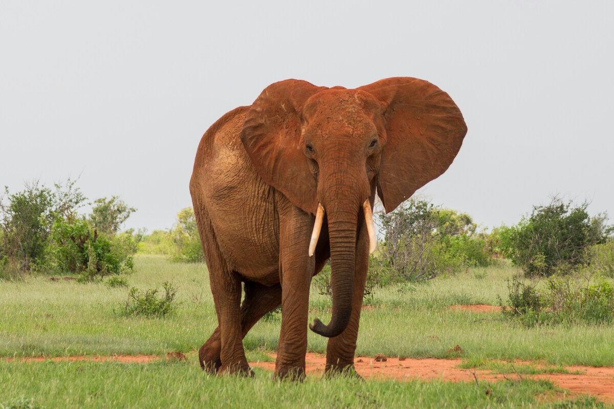 11 Days Kenya Safari & Beach Escape: Tsavo, Taita Hills, and Diani