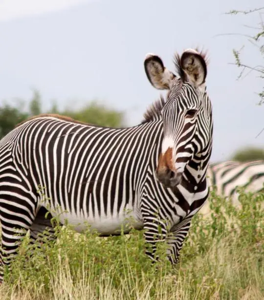 5 Days 4 Nights Northern Kenya Safari