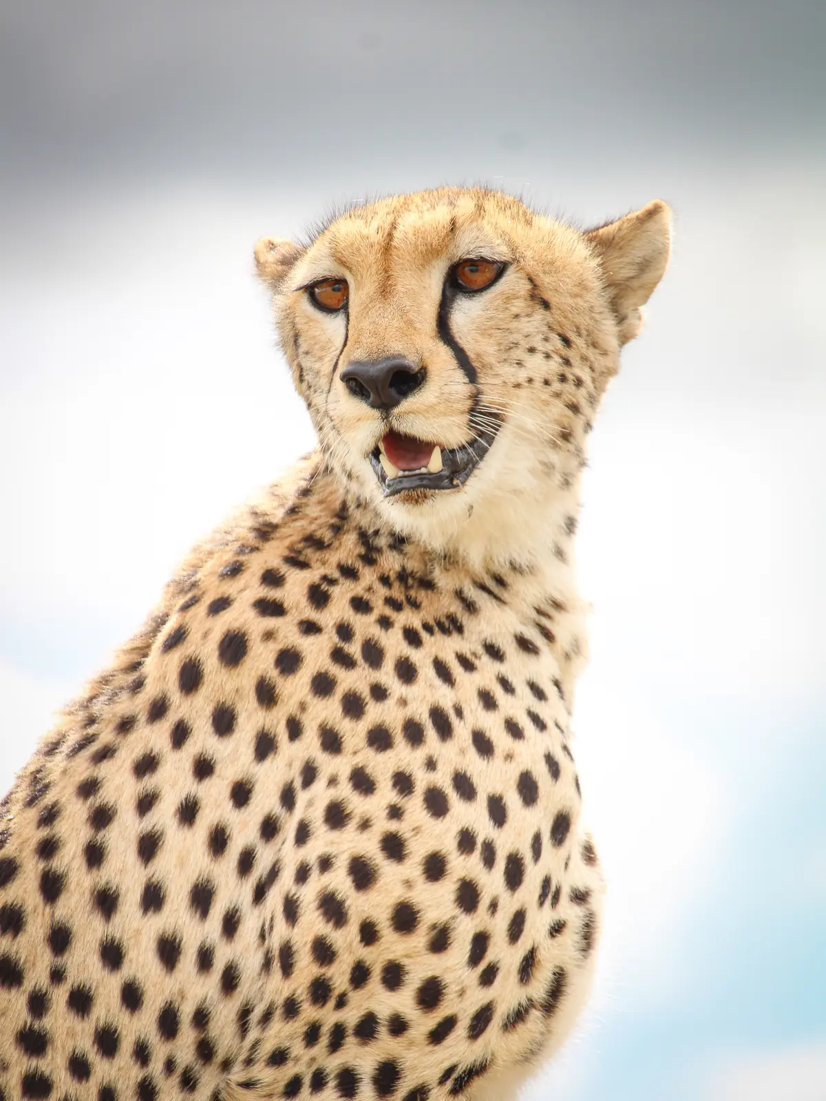 12 JOURS MAASAI MARA - SAFARI DE LUXE DANS LE SERENGETI ET À ZANZIBAR
