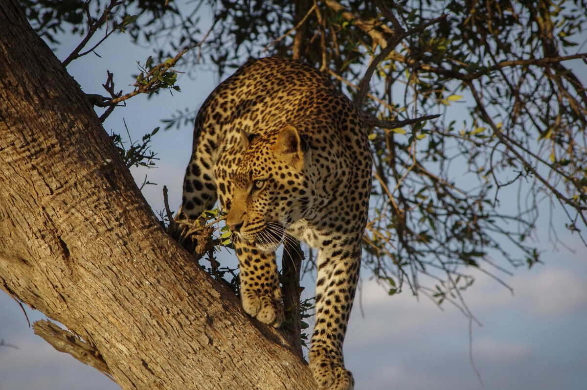 5 DAYS, 4 NIGHTS KENYA BIG FIVE SAFARI