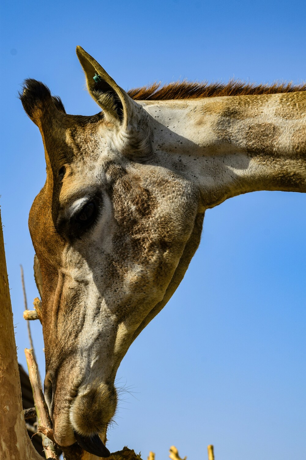 8 Days, 7 Nights Amboseli & Maasai Mara Luxury Flying Safari