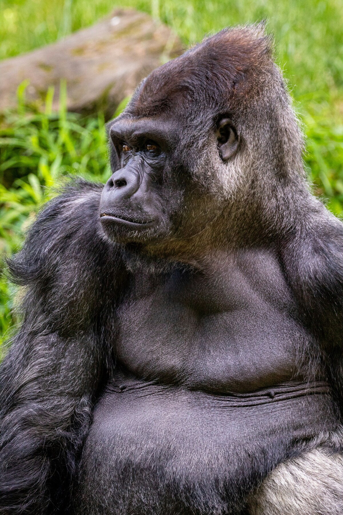 4 Days Flying Gorilla Trekking Safari in Uganda