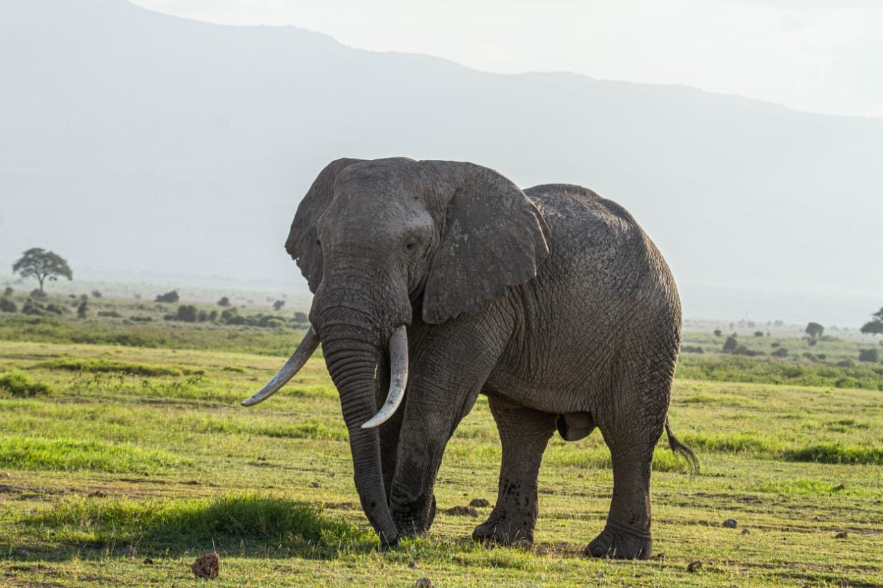 14 Days Kenya Safari & Coast: From the Big Five to Diani’s White Sands